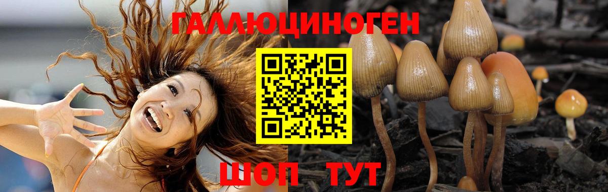 Псилоцибиновые грибы GOLDEN TEACHER  Галлюциногенные грибы GOLDEN TEACHER  Вход с VPN  Зеленогорск 